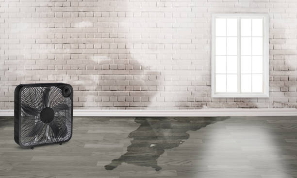 Best Water damage contractors near me  in Dry Run, OH